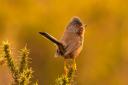 Dartford Warbler at East Devon Pebblebeds