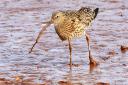 A curlew enjoying wetlands