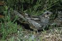 Nightjar will soon return to the pebblebeds