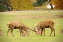 The number of fallow deer in the UK is at some of the highest levels recorded