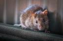 Garages and outbuildings can make the perfect new home for unwanted visitors like rats and mice