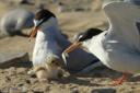 Little Terns are rare summer visitors who spend the winter in Africa