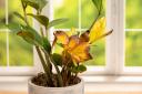 One of the most common mistakes that causes houseplants to die is placing them in the wrong levels of sunlight.