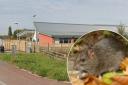 Parents are concerned about a rat infestation at Willowdown Primary in Bridgwater