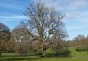 Thinking about cutting your tree down?  Please don’t do it!