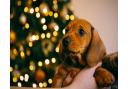 8 weeks old smooth hair brown dachshund puppy in the hands of its female owner, blurred lights of Christmas tree on the background (illustration only)