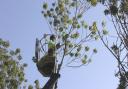 Devon County Council officer cutting an ash dieback infected tree