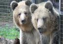 The cubs arrived at Wildwood Escot in June