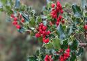 Evergreens like holly, ivy and mistletoe are symbols of life