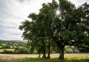 First mass tree planting session to start in Exmouth this weekend