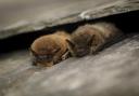 Common pipistrelle bats