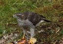 A goshawk with its prey