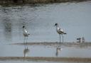 The avocets and their chicks at Seaton Wetlands