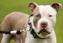 American XL Bully owners must either register their dogs for an exemption or have their dogs euthanised.