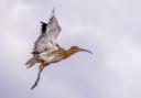 The competition calls for photographs of the curlew, an endangered bird often seen on the Exe Estuary