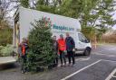 Collecting Christmas trees for recycling