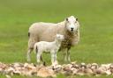 Close up of a young lamb looking up at her mother.