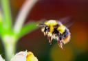 The RHS are hoping the public can provide information to help boost bee populations in the UK