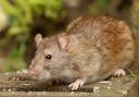 Rats will be attracted to bird food and any other food crumbs left around your house or garden so it's important to tidy up