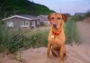 Saunton Beach Villas are a top choice for a holiday with your pet. Photo: Saunton Beach Villas/Rhian White Photography