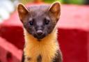 Pine martens disappeared from Dartmoor and Exmoor around 150 years ago.