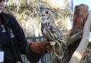 Herbert the nine-year old Indian Eagle Owl.