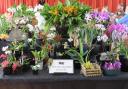 Devon Orchid Society show stand at last year's show