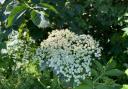 ‘Elderflower season is now in full swing.’