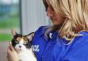 The RSPCA would like more people to consider adopting animals rather than buying them as its rehoming centres hit capacity