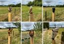 Six of the nine animal carvings that have been stolen from Darts Farm