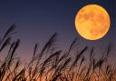 The Harvest Moon will be visible in the night sky this week, seeing the full moon seem bigger and brighter.