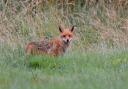 Each fox would greet the others with a brief nuzzle, says Anthony