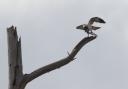 An osprey and its catch