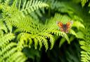 Butterfly on Woodbhury Common by Jon Challis