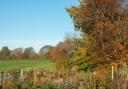 November is the time of autumn mists and mellow fruitfulness, says John Astley