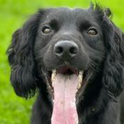 Monty the Spaniel was spotted on CCTV cowering in fear at a supported living home in Devon while a teenager kicked him, hit him, picked him up by his neck and threw him onto a sofa.