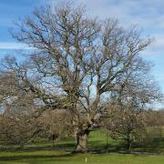 Thinking about cutting your tree down?  Please don’t do it!