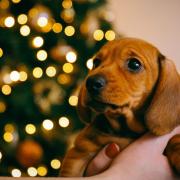 8 weeks old smooth hair brown dachshund puppy in the hands of its female owner, blurred lights of Christmas tree on the background (illustration only)