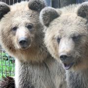 The cubs arrived at Wildwood Escot in June