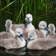 East Devon District Council is encouraging photographers to capture the essence of spring