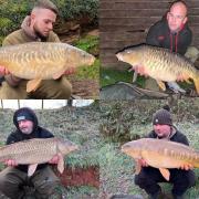 Carp from Newbarn Fisheries - top left Call Ward, bottom left Wayne Hockley and bottom right Scott Bryant