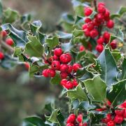 Evergreens like holly, ivy and mistletoe are symbols of life