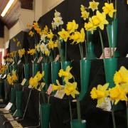 Daff ]s on display at the Otterton Garden Club show in Spring.