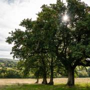 First mass tree planting session to start in Exmouth this weekend