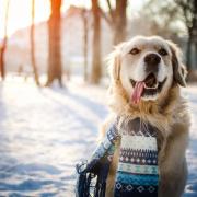 Is it too cold to walk my dog? Expert's top tips to pet owners