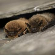 Common pipistrelle bats