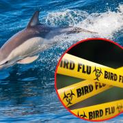 Dolphin in Devon found infected with bird flu