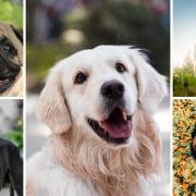 Tibetan Mastiffs,  Newfoundlands and Mastiffs are among the most expensive dog breeds to own over their lifetimes, according to new research.