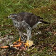 A goshawk with its prey