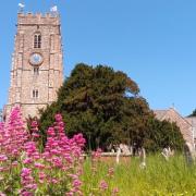 Devon CPRE's Best Churchyard Competition 2023 - Woodbury churchyard